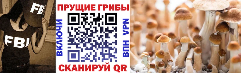 Псилоцибиновые грибы Cubensis  Норильск 